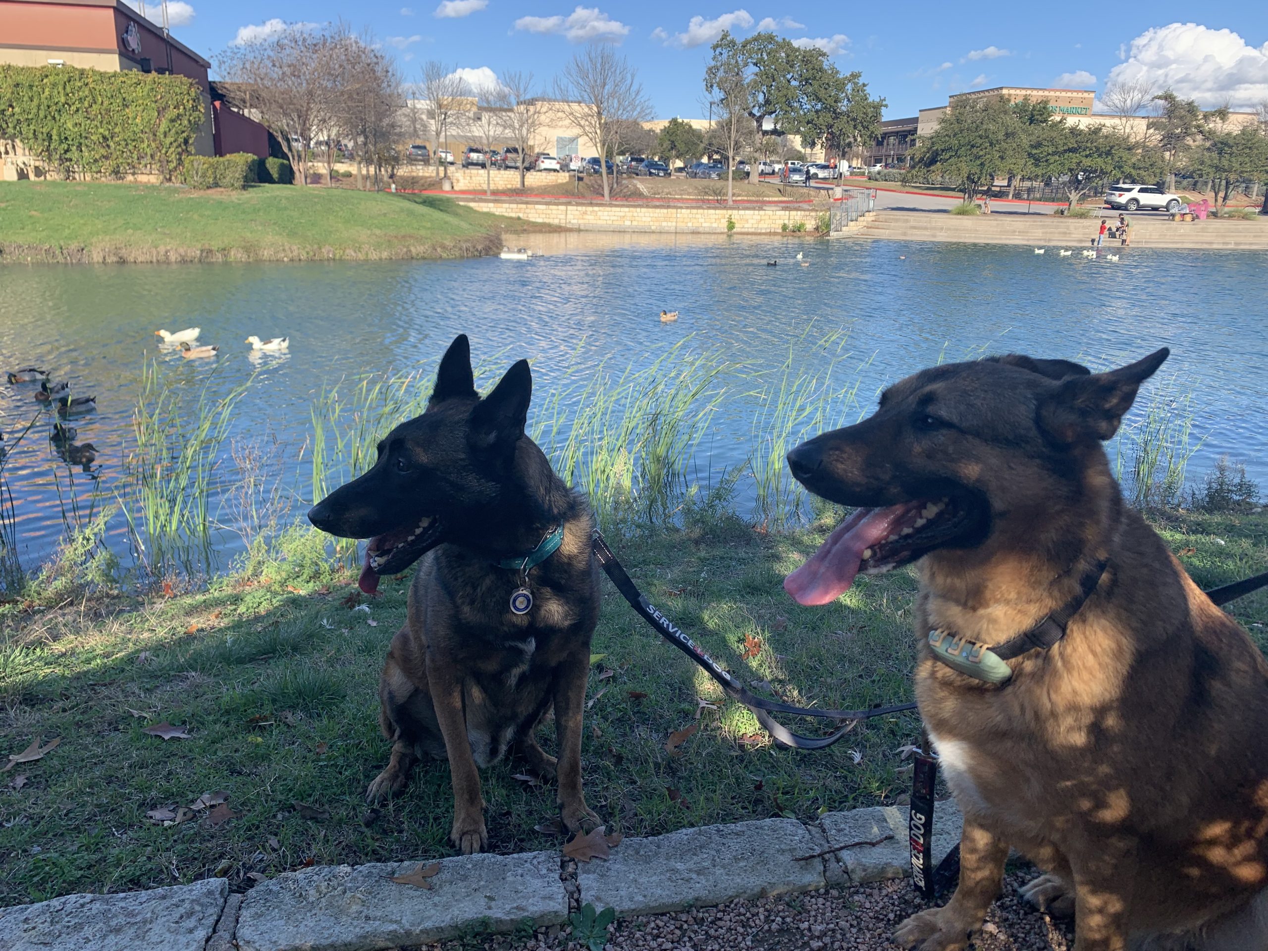 K9 SRT - Belgian Malinois Training