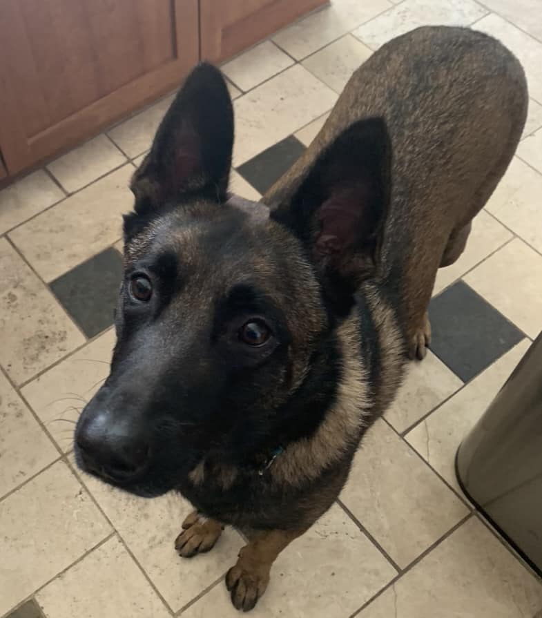 K9 SRT - Belgian Malinois learning to wait for his dinner